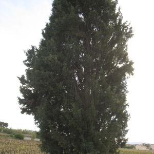 Photographie n°109654 du taxon Cupressus sempervirens L. [1753]