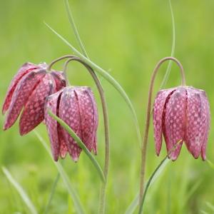  - Fritillaria meleagris L. [1753]