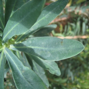 Photographie n°109711 du taxon Euphorbia characias L.