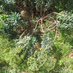 Photographie n°109714 du taxon Euphorbia characias L.