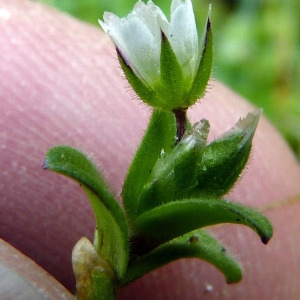 Photographie n°109738 du taxon Cerastium semidecandrum L. [1753]