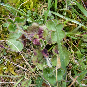 Photographie n°109763 du taxon Saxifraga granulata L. [1753]