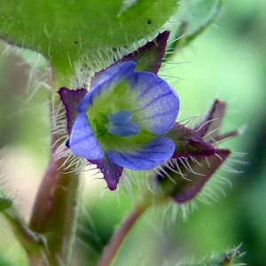 Veronica lappago Schrank (Véronique à feuilles de lierre)