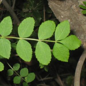 Photographie n°109785 du taxon Fraxinus excelsior L. [1753]