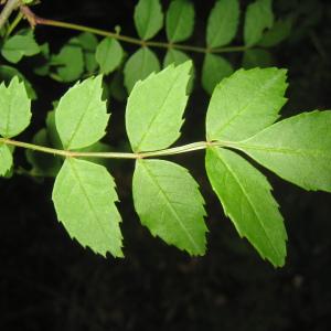 Photographie n°109786 du taxon Fraxinus excelsior L. [1753]