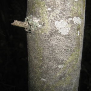 Photographie n°109788 du taxon Fraxinus excelsior L. [1753]