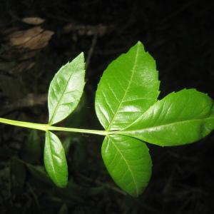 Photographie n°109799 du taxon Fraxinus excelsior L. [1753]