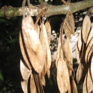 Photographie n°109803 du taxon Fraxinus excelsior L. [1753]