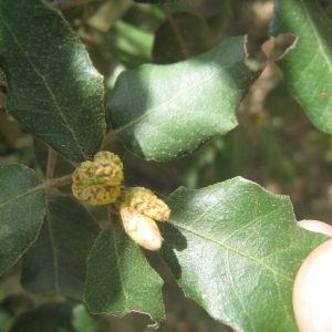 Photographie n°109817 du taxon Quercus ilex L. [1753]