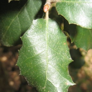 Photographie n°109823 du taxon Quercus ilex L. [1753]