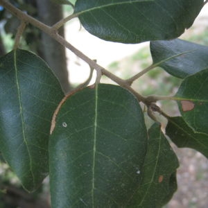 Photographie n°109828 du taxon Quercus ilex L. [1753]