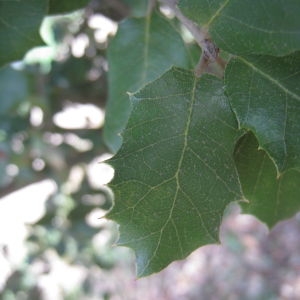 Photographie n°109829 du taxon Quercus ilex L. [1753]