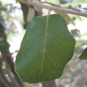 Photographie n°109830 du taxon Quercus ilex L. [1753]