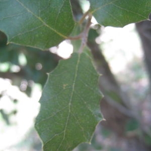Photographie n°109831 du taxon Quercus ilex L. [1753]