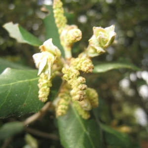 Photographie n°109836 du taxon Quercus ilex L. [1753]