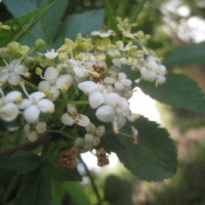 Photographie n°109853 du taxon Sambucus nigra L. [1753]