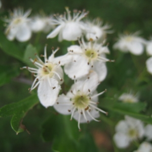 Photographie n°109863 du taxon Crataegus monogyna Jacq. [1775]