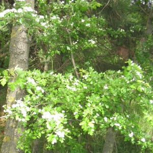 Photographie n°109870 du taxon Crataegus monogyna Jacq. [1775]