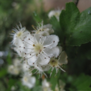 Photographie n°109875 du taxon Crataegus monogyna Jacq. [1775]