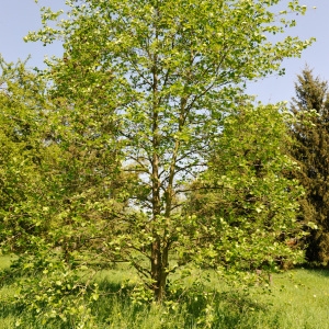 Photographie n°109880 du taxon Alnus incana (L.) Moench [1794]