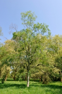 Hervé GOËAU, le 20 avril 2011 (Rocquencourt (Arboretum de Chevreloup))