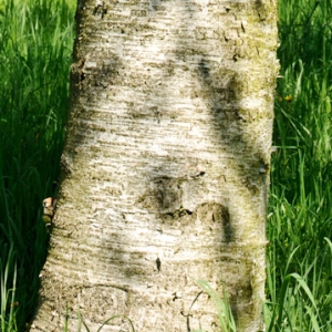 Photographie n°109884 du taxon Betula pubescens Ehrh. [1791]