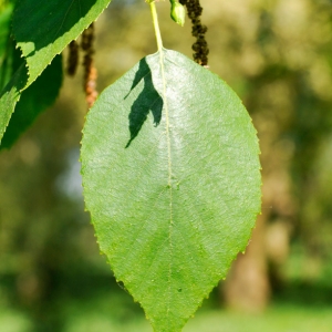 Photographie n°109887 du taxon Betula pubescens Ehrh. [1791]