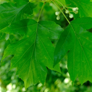 Photographie n°109906 du taxon Sorbus torminalis (L.) Crantz [1763]