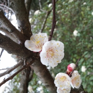 Photographie n°109912 du taxon Prunus armeniaca L. [1753]