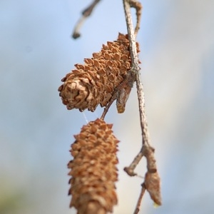 Photographie n°109917 du taxon Betula L. [1753]