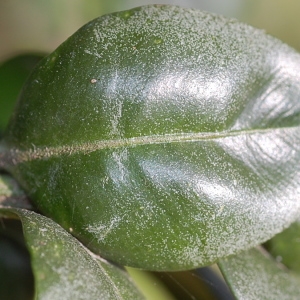 Photographie n°109928 du taxon Buxus sempervirens L. [1753]