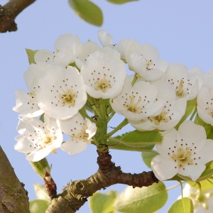 Photographie n°109935 du taxon Pyrus L. [1753]