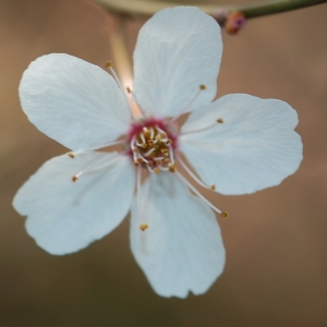 Photographie n°109944 du taxon Malus Mill. [1754]