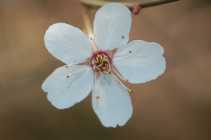 Hervé GOËAU, le 30 mars 2012 (Boulogne-Billancourt (Jardin Albert Kahn))