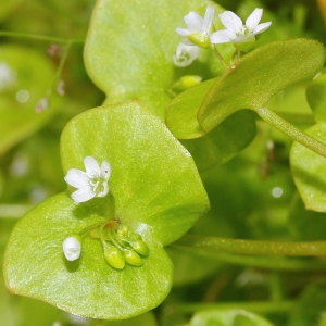 Photographie n°109987 du taxon Claytonia perfoliata Donn ex Willd. [1798]