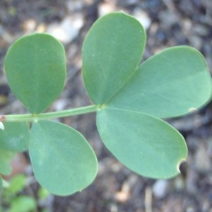 Photographie n°109996 du taxon Coronilla valentina subsp. glauca (L.) Batt. [1889]