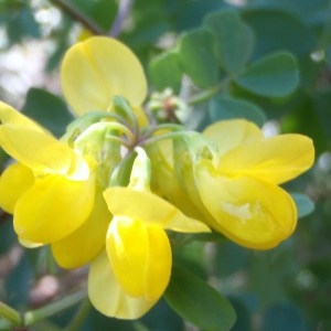 Photographie n°109997 du taxon Coronilla valentina subsp. glauca (L.) Batt. [1889]