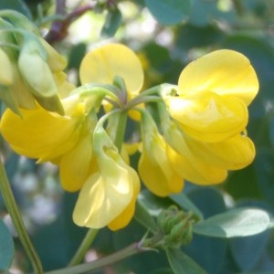 Photographie n°109998 du taxon Coronilla valentina subsp. glauca (L.) Batt. [1889]