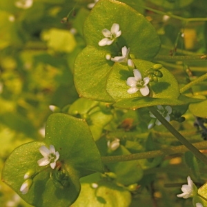 Photographie n°110030 du taxon Claytonia perfoliata Donn ex Willd. [1798]