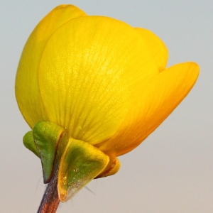 Photographie n°110038 du taxon Ranunculus bulbosus L. [1753]