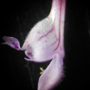 Photographie n°110046 du taxon Lamium purpureum L. [1753]