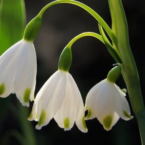 Photographie n°110052 du taxon Leucojum aestivum L.