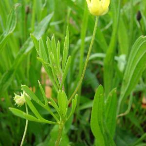 Photographie n°110061 du taxon Ranunculus arvensis L. [1753]