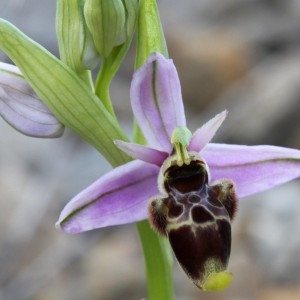 Photographie n°110113 du taxon Ophrys scolopax subsp. scolopax