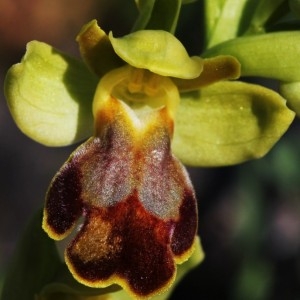 Ophrys lupercalis Devillers & Devillers-Tersch. (Ophrys brun)