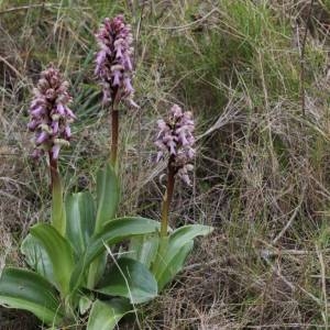 Photographie n°110128 du taxon Himantoglossum robertianum (Loisel.) P.Delforge [1999]