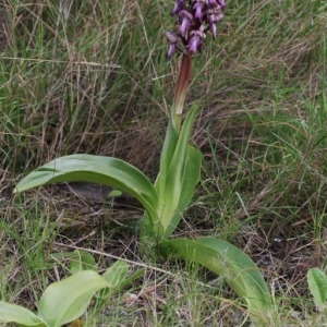 Photographie n°110129 du taxon Himantoglossum robertianum (Loisel.) P.Delforge [1999]