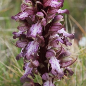 Photographie n°110130 du taxon Himantoglossum robertianum (Loisel.) P.Delforge [1999]