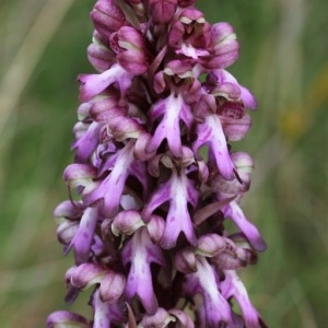 Photographie n°110131 du taxon Himantoglossum robertianum (Loisel.) P.Delforge [1999]
