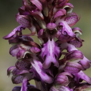 Photographie n°110133 du taxon Himantoglossum robertianum (Loisel.) P.Delforge [1999]